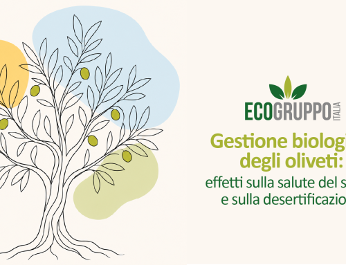 Gestione biologica degli oliveti: effetti sulla salute del suolo e sulla desertificazione